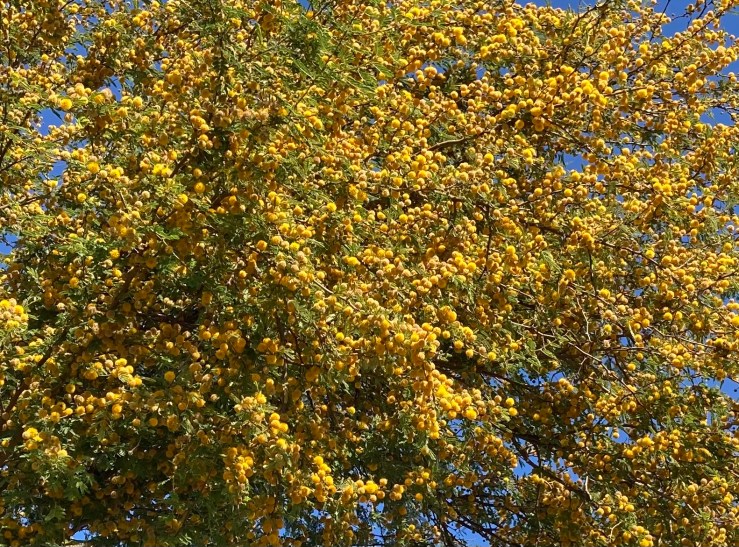 Here Comes the&nbsp;Sun